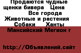 Продаются чудные щенки бивера › Цена ­ 25 000 - Все города Животные и растения » Собаки   . Ханты-Мансийский,Мегион г.